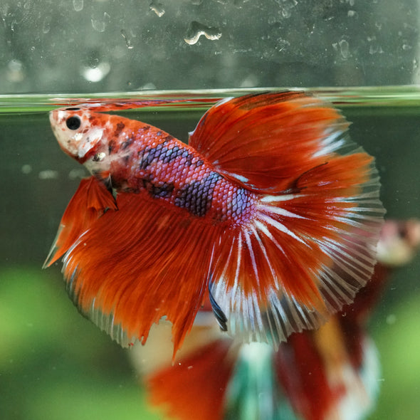 Galaxy/Candy Koi Halfmoon - 14 weeks old