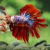 Galaxy/Candy Koi Halfmoon - 14 weeks old