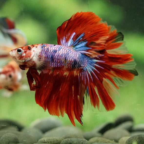 Galaxy/Candy Koi Halfmoon - 14 weeks old