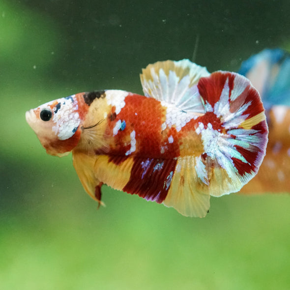 Multicolor/Galaxy Koi Plakat -16 weeks Old