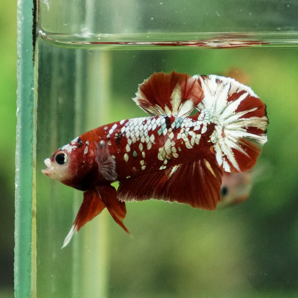 Multicolor/Galaxy Koi Plakat -13 weeks Old