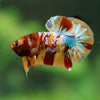Multicolor/Galaxy Koi Plakat -16 weeks Old