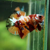Multicolor/Galaxy Koi Plakat -16 weeks Old