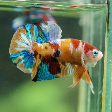 Multicolor/Galaxy Koi Plakat -16 weeks Old