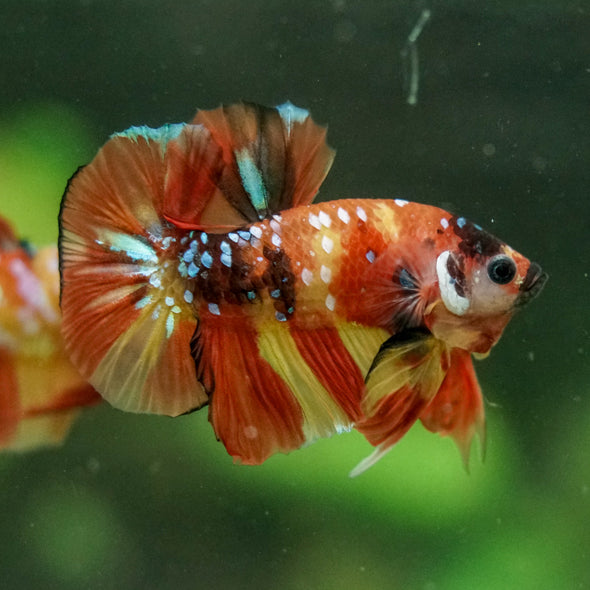 Multicolor/Galaxy Koi Plakat -16 weeks Old