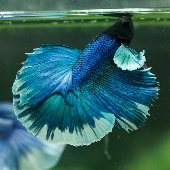 Dumbo Halfmoon - 11 weeks old
