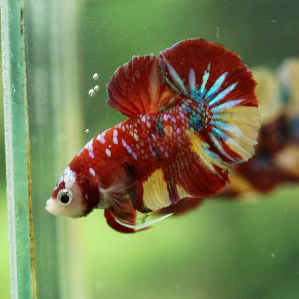 Multicolor/Galaxy Koi Plakat -16 weeks Old