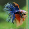 Galaxy/Candy Koi Halfmoon - 14 weeks old