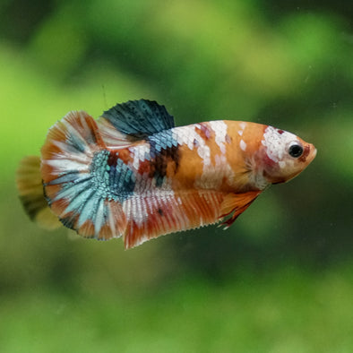 Multicolor/ Galaxy Koi Plakat - Female- 13 Weeks Old