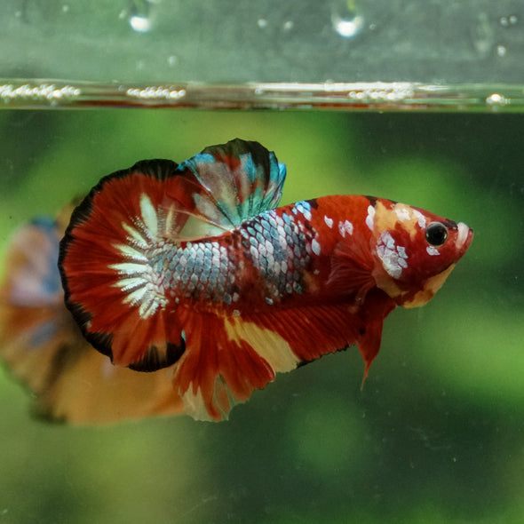 Multicolor/Galaxy Koi Plakat -13 weeks Old