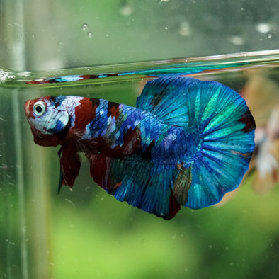 Multicolor/Galaxy Koi Plakat -16 weeks Old