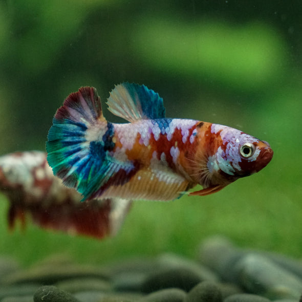 Multicolor/ Galaxy Koi Plakat - Female- 13 Weeks Old