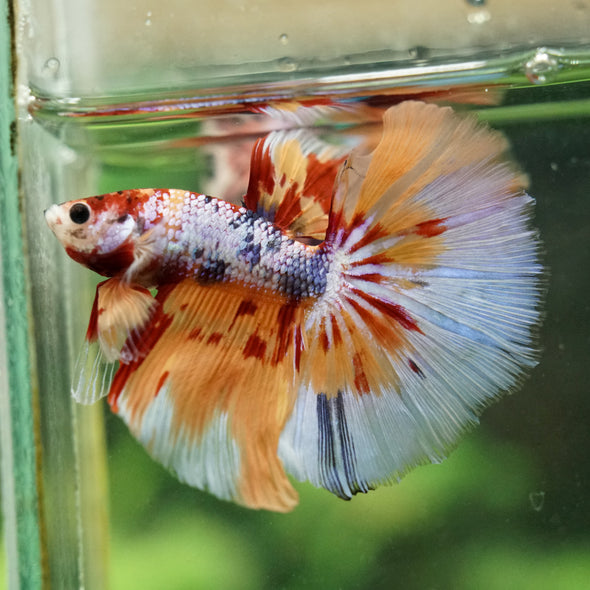 Galaxy/Candy Koi Halfmoon - 14 weeks old