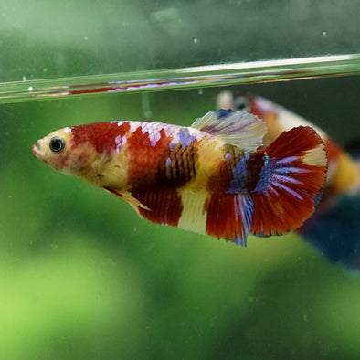 Multicolor/ Galaxy Koi Plakat- Female- 13 Weeks Old