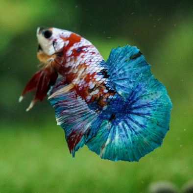 Multicolor/Galaxy Koi Plakat -16 weeks Old