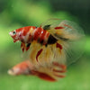 Galaxy Koi Halfmoon - 13 weeks old
