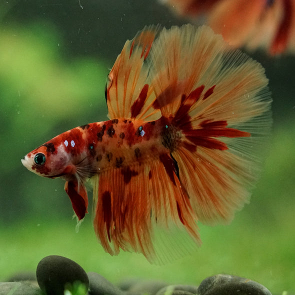 Galaxy/Candy Koi Halfmoon - 14 weeks old