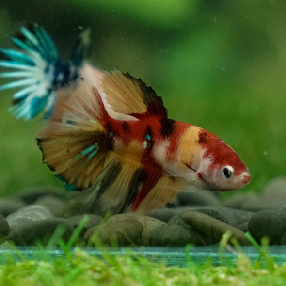 Multicolor/ Galaxy Koi Halfmoon- Female- 13 Weeks Old