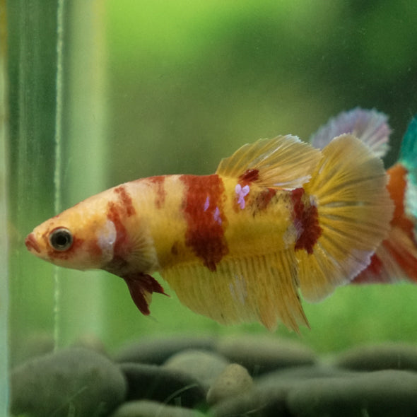 Multicolor/ Galaxy Koi Plakat - Female- 13 Weeks Old