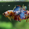 Multicolor/Galaxy Koi Plakat -13 weeks Old