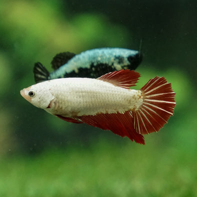 Dragon Halfmoon - Female