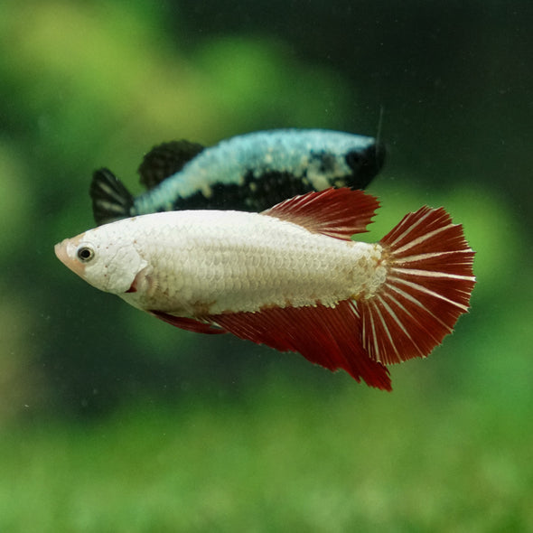 Dragon Halfmoon - Female