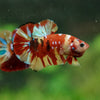 Multicolor/Galaxy Koi Plakat -16 weeks Old