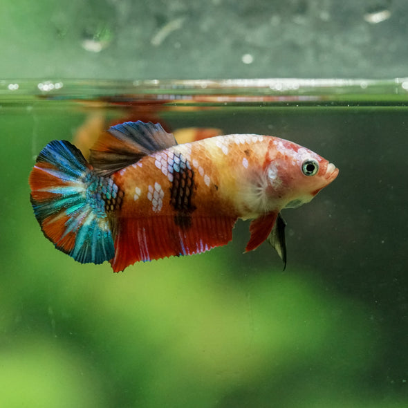 Multicolor/ Galaxy Koi Plakat- Female- 13 Weeks Old