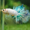 Galaxy/Candy Koi Halfmoon - 14 weeks old