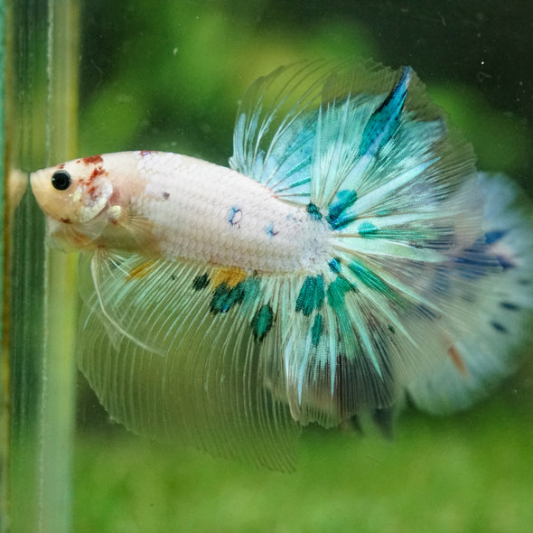 Galaxy/Candy Koi Halfmoon - 14 weeks old