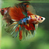 Galaxy/Candy Koi Halfmoon - 11 weeks old