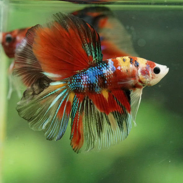Galaxy/Candy Koi Halfmoon - 11 weeks old