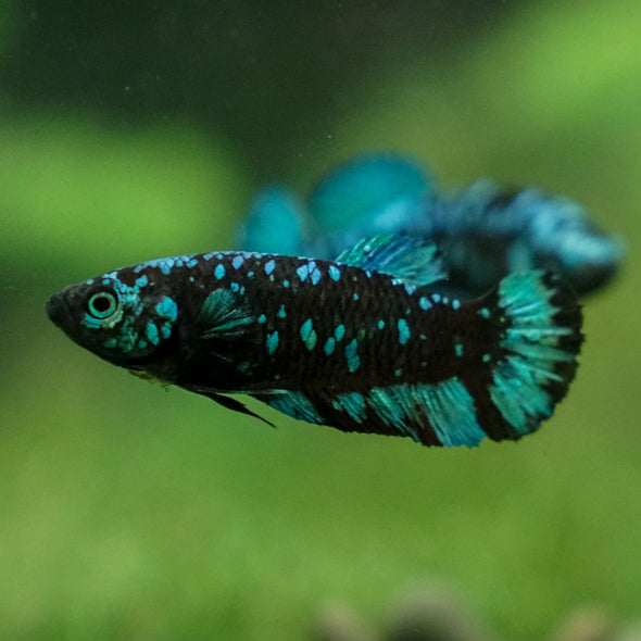 Black Galaxy Koi Plakat (Avatar) - Female- 13 Weeks Old