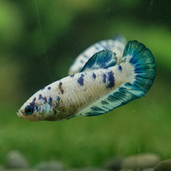 Blue/Green Dalmatian Plakat- Female