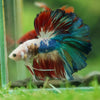 Galaxy/Candy Koi Halfmoon - 14 weeks old