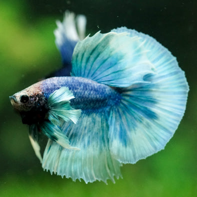 Dumbo Halfmoon - 12 weeks old
