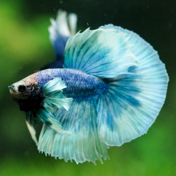 Dumbo Halfmoon - 12 weeks old