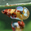 Multicolor/ Galaxy Koi Plakat- Female- 13 Weeks Old