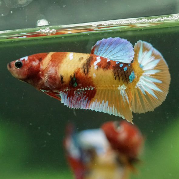 Multicolor/ Galaxy Koi Plakat- Female- 13 Weeks Old