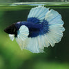Dumbo Halfmoon - 12 weeks old