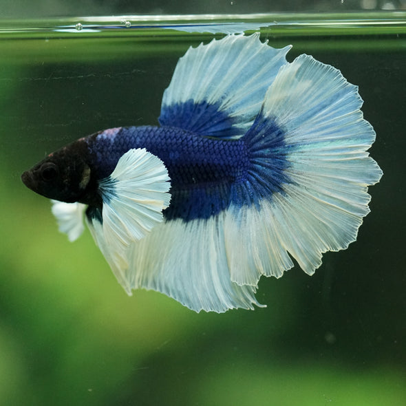Dumbo Halfmoon - 12 weeks old