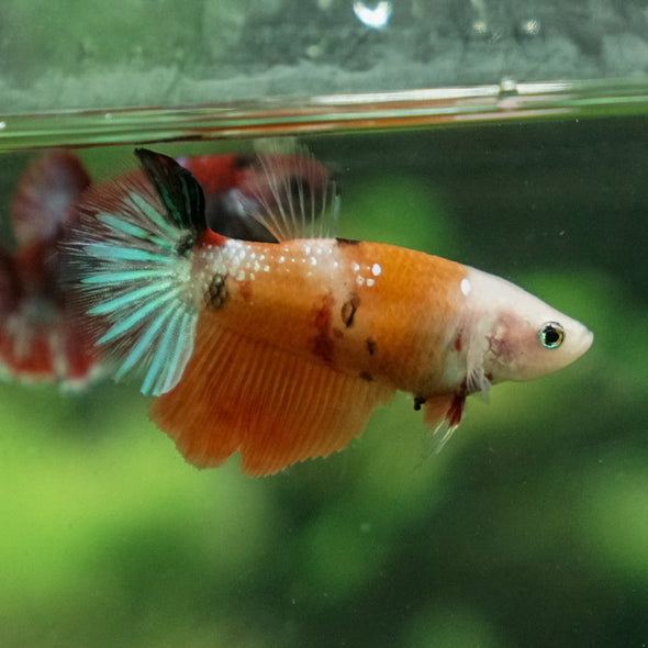 Multicolor/ Galaxy Koi Halfmoon- Female- 13 Weeks Old
