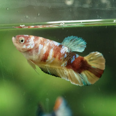 Multicolor/ Galaxy Koi Plakat- Female- 13 Weeks Old