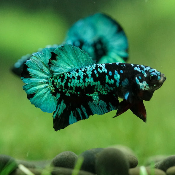 Black Koi Galaxy Plakat (Avatar) -10 weeks Old