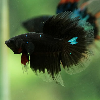 Black Base Galaxy/Candy Koi Halfmoon - 14 weeks old