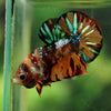 Multicolor/Galaxy Koi Plakat -16 weeks Old