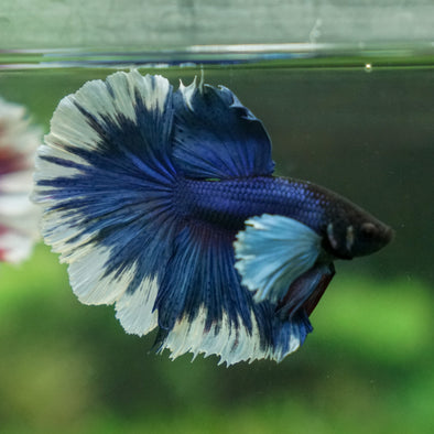 Male Halfmoon Bettas – Tagged 