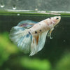 Galaxy/Candy Koi Halfmoon - 14 weeks old