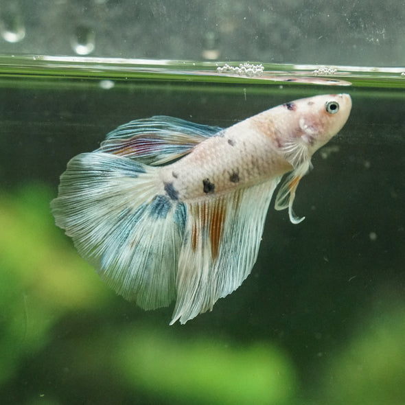 Galaxy/Candy Koi Halfmoon - 14 weeks old
