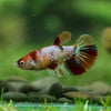 Multicolor/ Galaxy Koi Halfmoon - Female- 13 Weeks Old